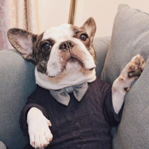 French Bulldog Bow Sweater