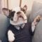French Bulldog Bow Sweater