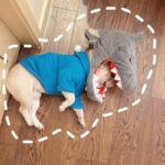 French Bulldog Shark Headgear Costume