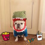 French Bulldog Shark Headgear Costume