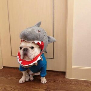 French Bulldog Shark Headgear Costume