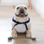 French Bulldog Sailor Sweatshirt
