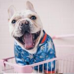Cosmic Sparkle Bomber Jacket for French Bulldogs