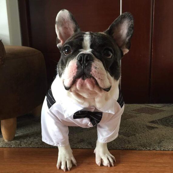 French Bulldog Tailcoat