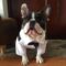 French Bulldog Tailcoat