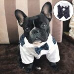 French Bulldog Tailcoat