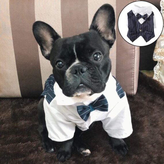 French Bulldog Tailcoat