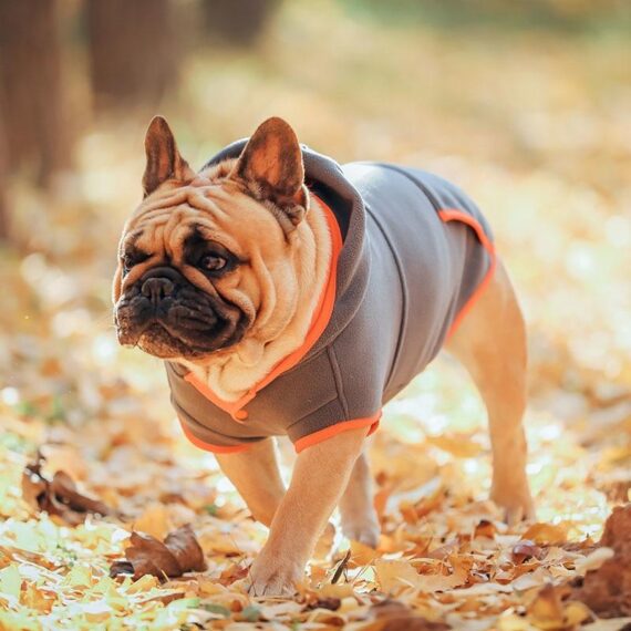 French Bulldog Winter Fleece Hooded Coat