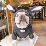 Giant Bunny French Bulldog Hoodie