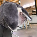 Giant Bunny French Bulldog Hoodie