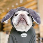 Giant Bunny French Bulldog Hoodie