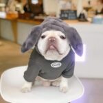 Giant Bunny French Bulldog Hoodie