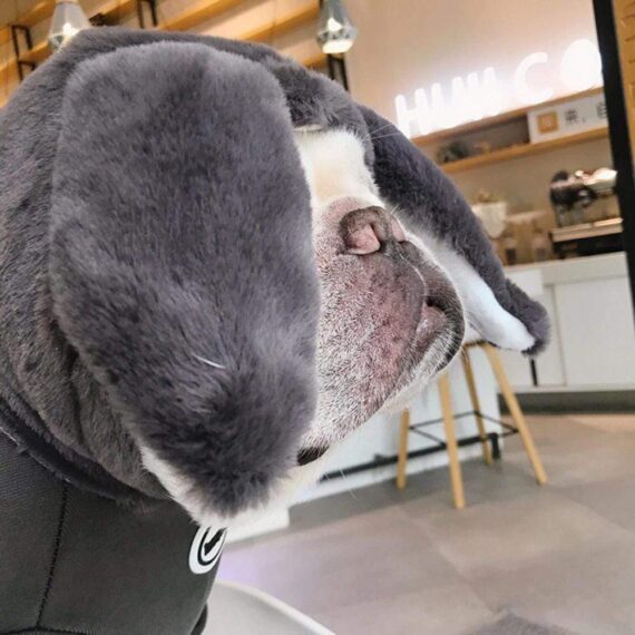 Giant Bunny French Bulldog Hoodie