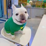 Little Froggy French Bulldog Sweater