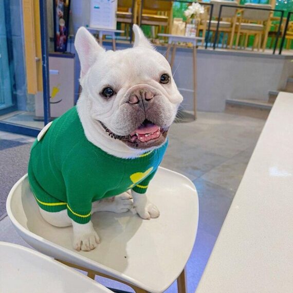 Little Froggy French Bulldog Sweater