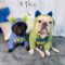 Ooops Winter French Bulldog Hoodie