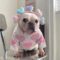 Pink Fuzzy Hearts French Bulldog Sweater