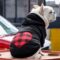 Plaid Paw French Bulldog Hoodie