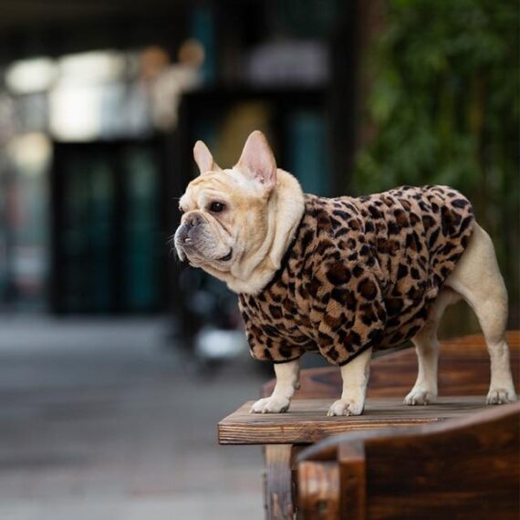 Plush Leopard French Bulldog Sweatshirt