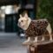 Plush Leopard French Bulldog Sweatshirt
