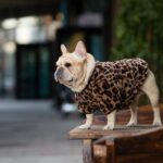 Plush Leopard French Bulldog Sweatshirt