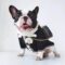 Posh French Bulldog Sweater