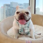 Summer Adventures French Bulldog Cooling Vest