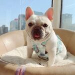 Summer Adventures French Bulldog Cooling Vest