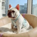 Summer Adventures French Bulldog Cooling Vest