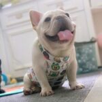 Summer Adventures French Bulldog Cooling Vest