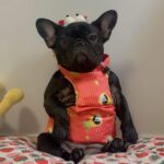 Summer Adventures French Bulldog Cooling Vest