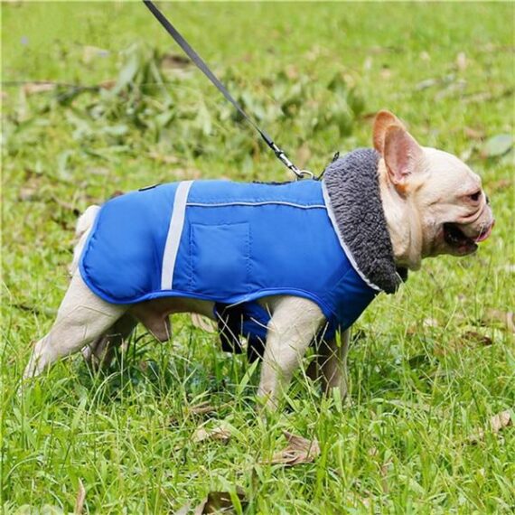 Waterproof Winter Parka for French Bulldogs