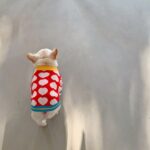 White Hearts French Bulldog Sweater