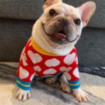 White Hearts French Bulldog Sweater