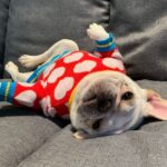 White Hearts French Bulldog Sweater