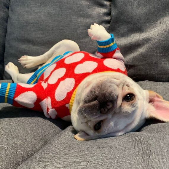 White Hearts French Bulldog Sweater