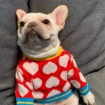White Hearts French Bulldog Sweater