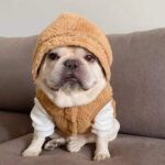 Cozy Stars French Bulldog Winter Hoodie