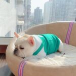 Your Personal Coffee Maker French Bulldog Sweater