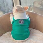 Your Personal Coffee Maker French Bulldog Sweater