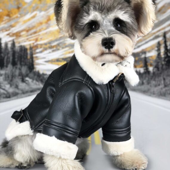 French Bulldog Biker Jacket