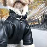 French Bulldog Biker Jacket