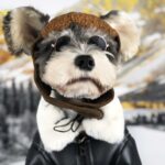 French Bulldog Biker Jacket