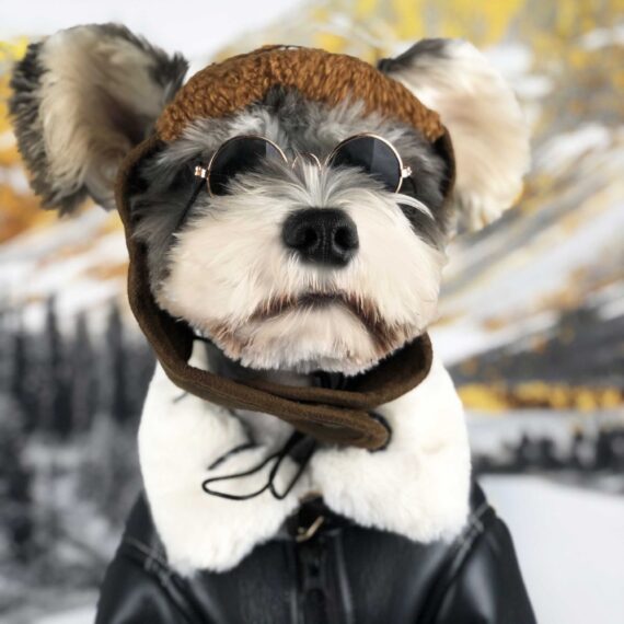 French Bulldog Biker Jacket