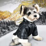 French Bulldog Biker Jacket