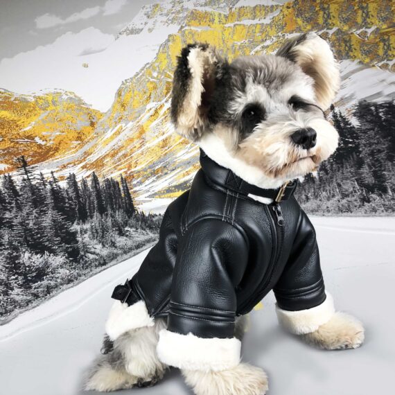 French Bulldog Biker Jacket