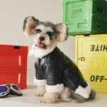 French Bulldog Biker Jacket
