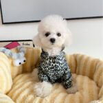 French Bulldog Ultra Light Jacket