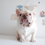 Fuzzy Winter French Bulldog Coat