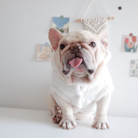 Fuzzy Winter French Bulldog Coat